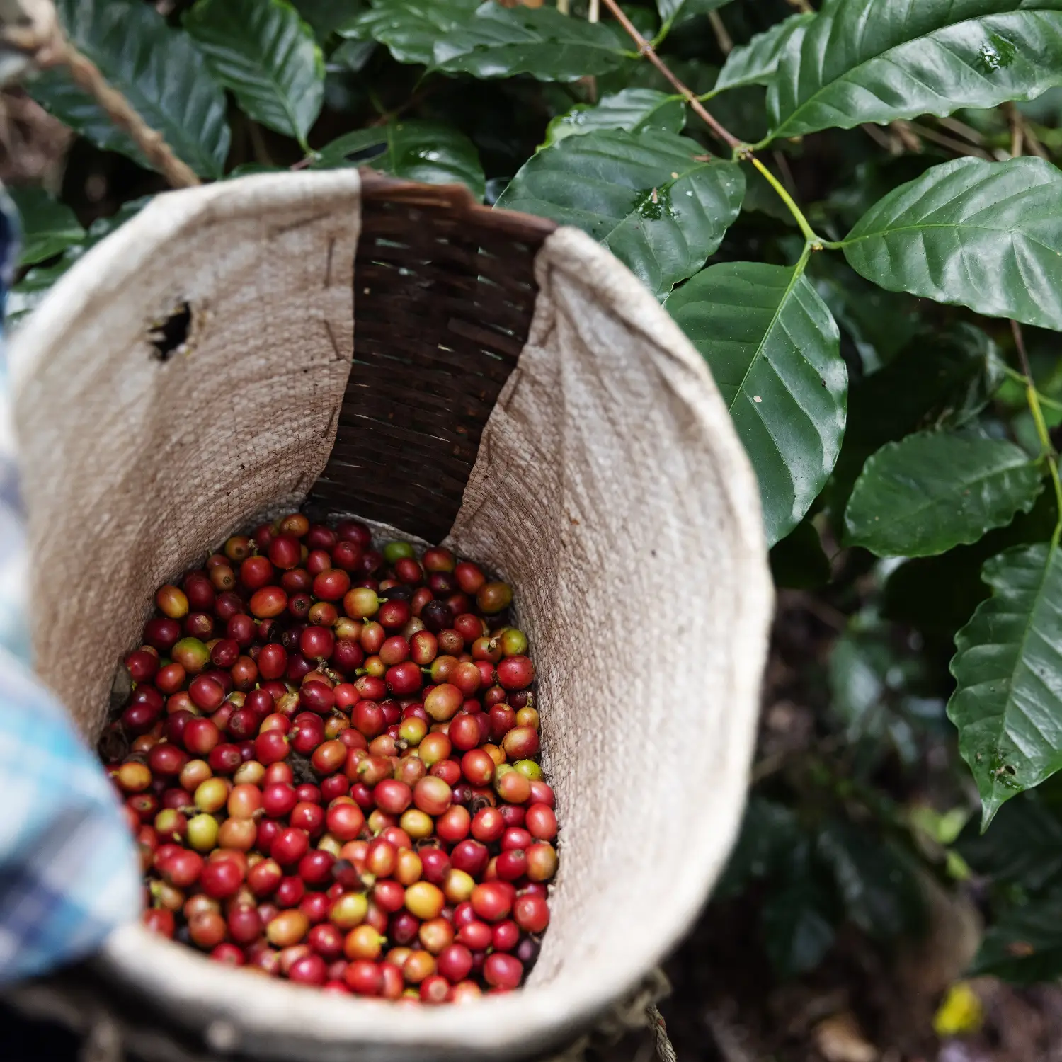 Arabica Coffee Beans