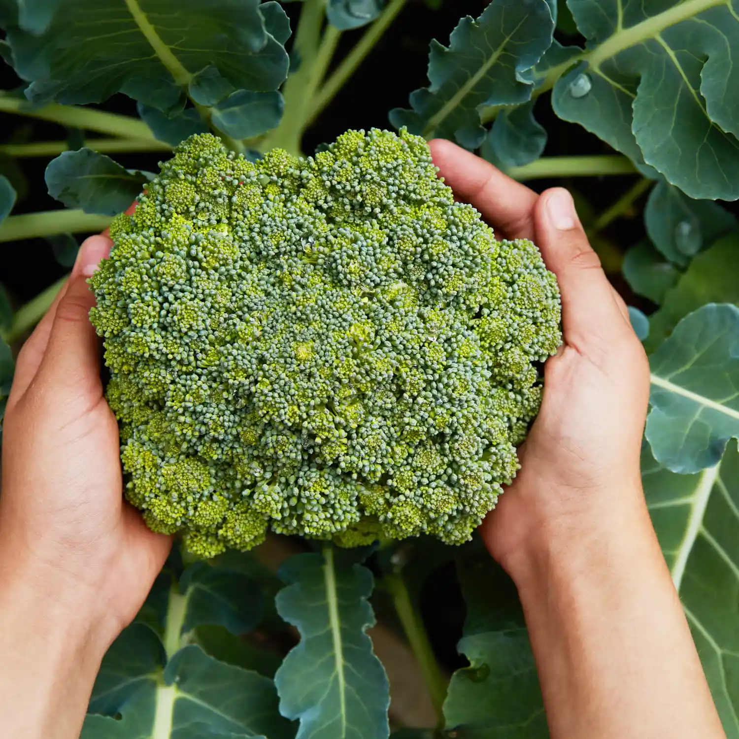 Brokoli Segar Organik