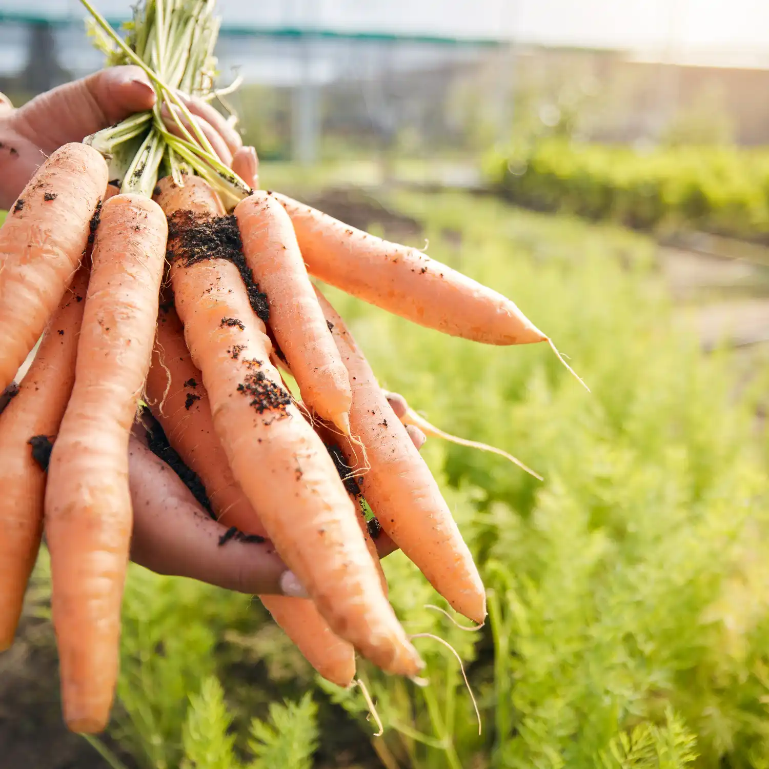Panduan Menanam Sayuran di Rumah untuk Pemula