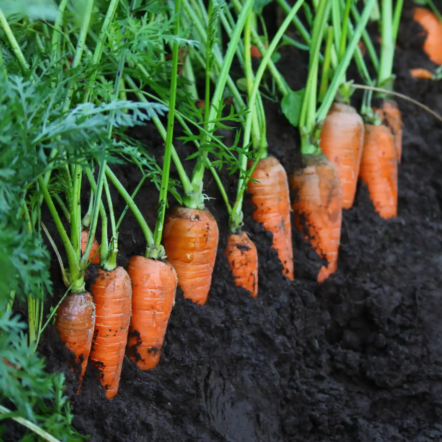 Panduan Menanam Sayuran di Rumah untuk Pemula