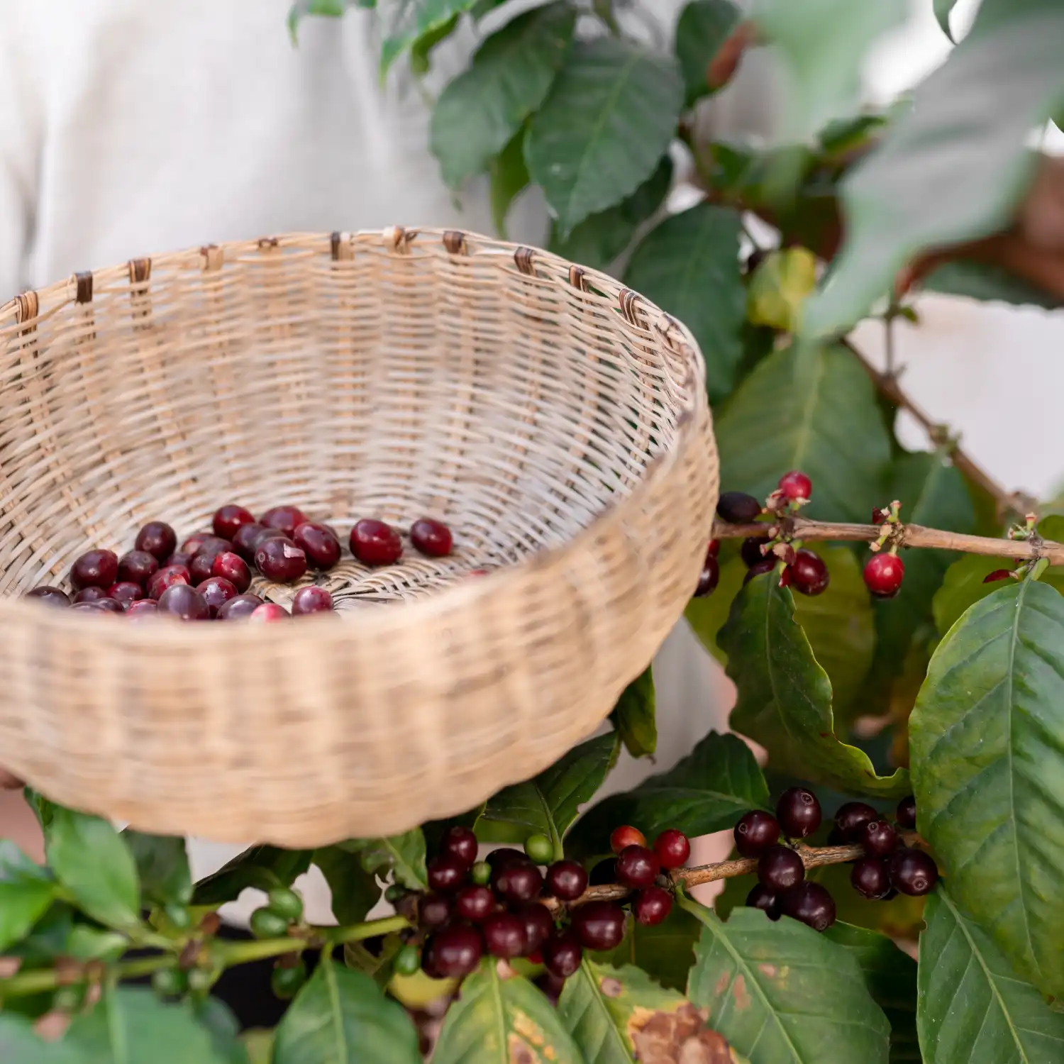 Toraja Blend Beans 250g