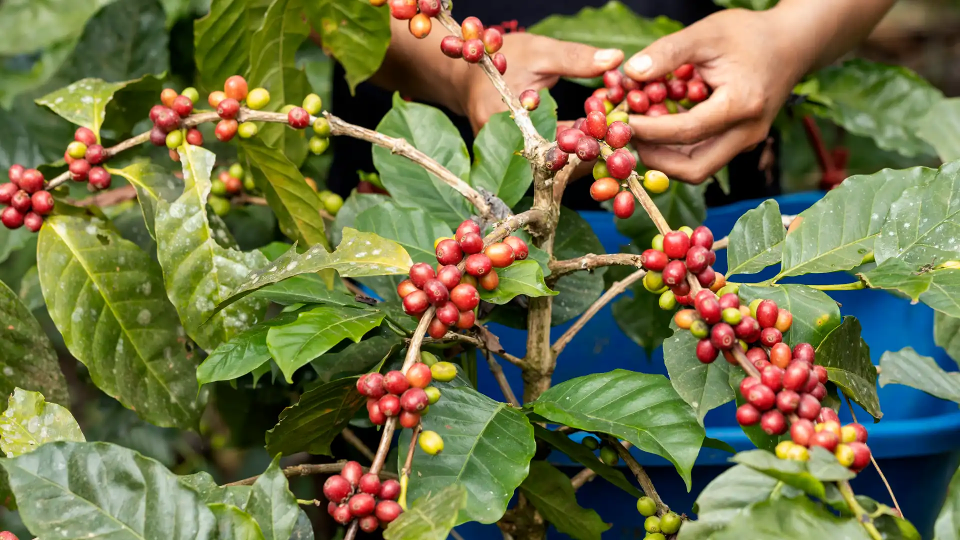 Kemitraan dengan petani kopi lokal